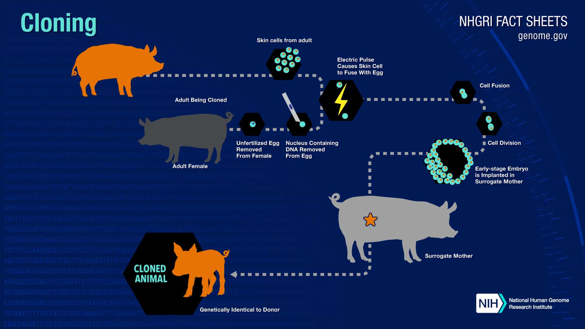 research on animal cloning