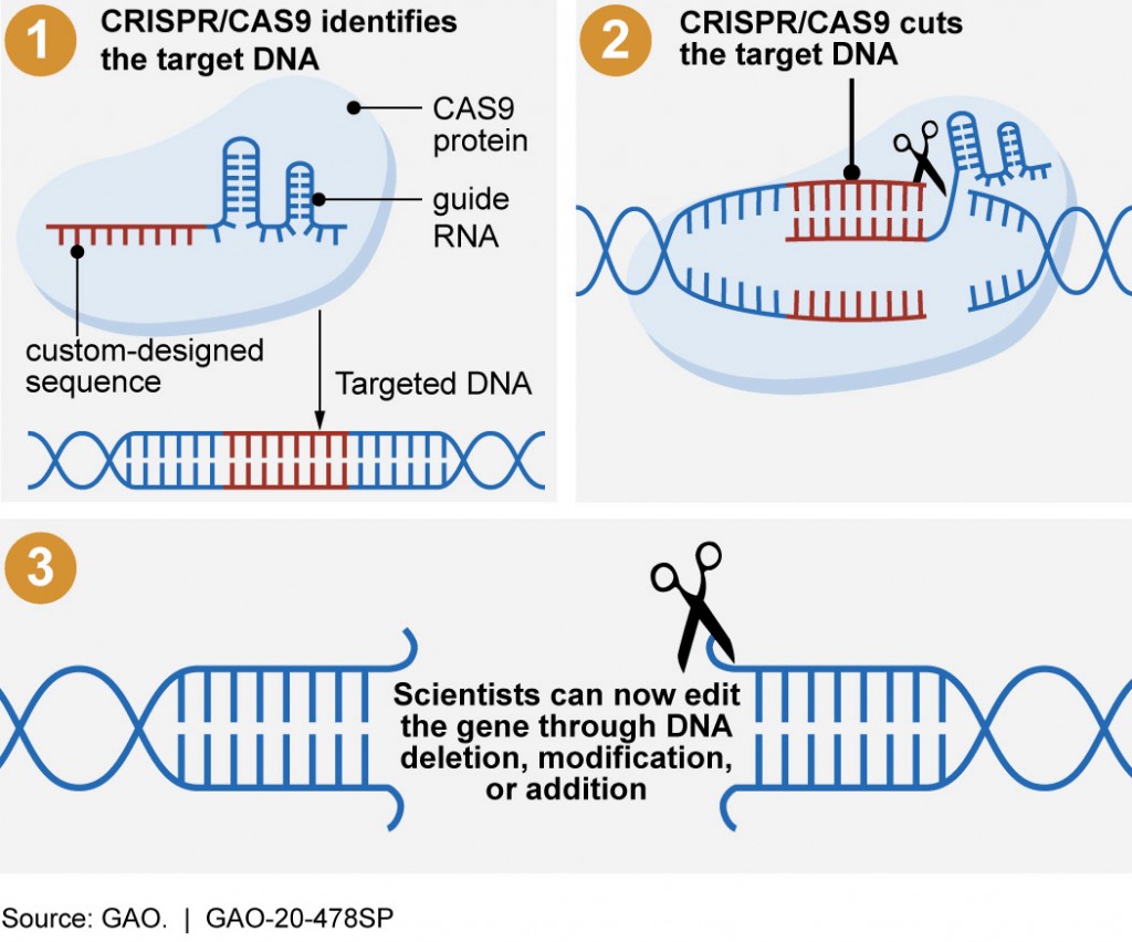 human genetic engineering diagram