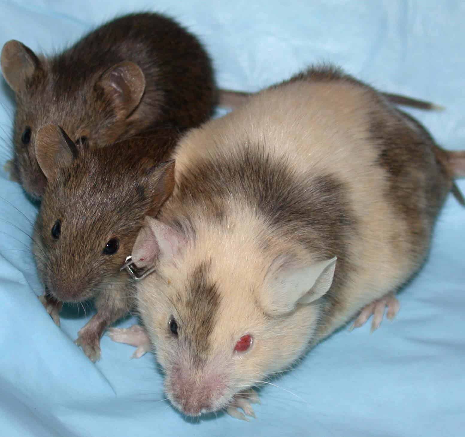 How Chimera Research Could Save Lives