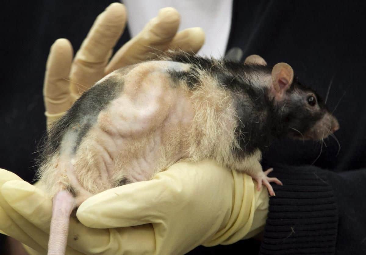 animal experiments in biomedical research