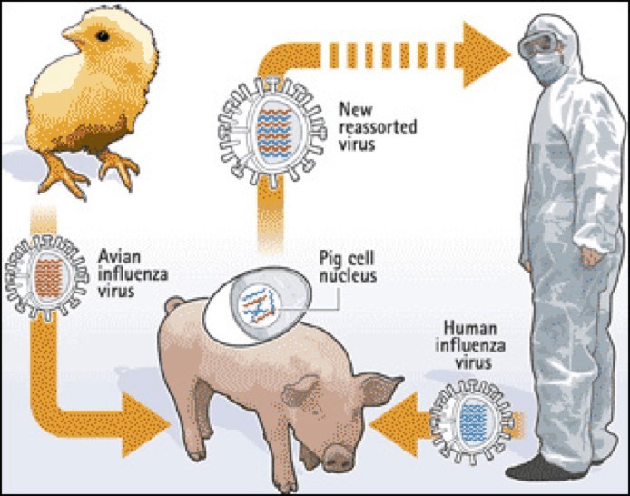 the-spanish-flu-pandemic-of-1918-lavender-lab-coats