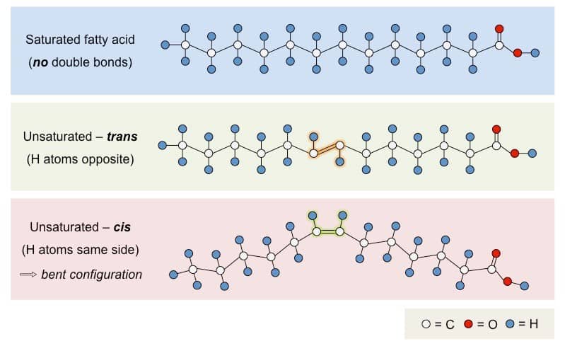 fats-structure-and-function-lavender-lab-coats